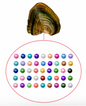 50 Baby Pearls in a Freshwater Oyster Shell