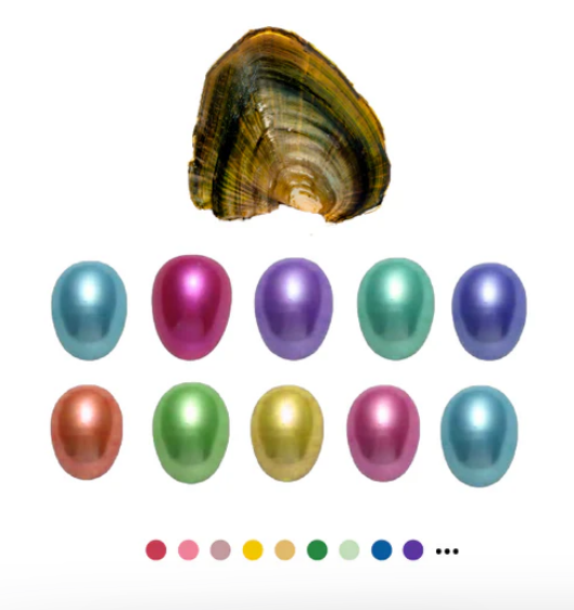 Rice Pearl Oyster Opening