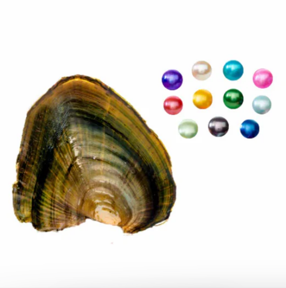 Round Pearl Oyster Opening