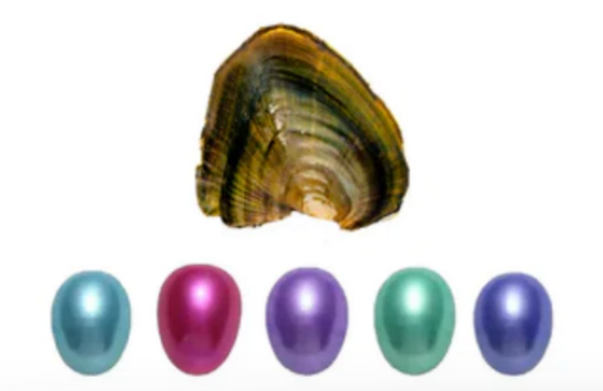 Tray of Rice Oysters Opening