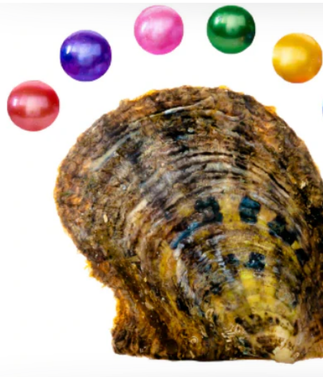 Tray of Rounds Oyster Opening