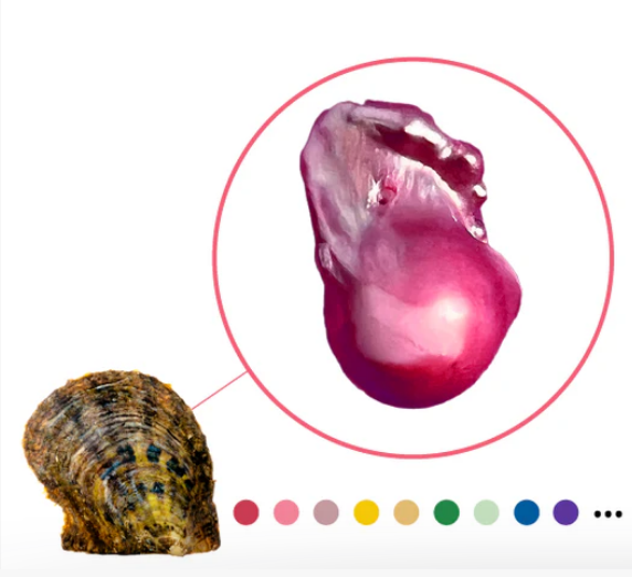 Fireball Pearls in a Freshwater Oyster Shell